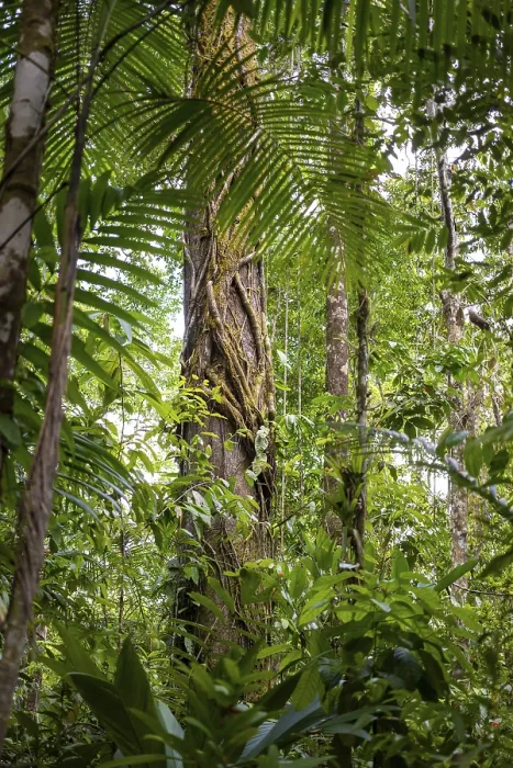 Framed Print : Tropical Rainforest Tree Trunks Print Framed Print : Tropical Rainforest Tree Trunks Print