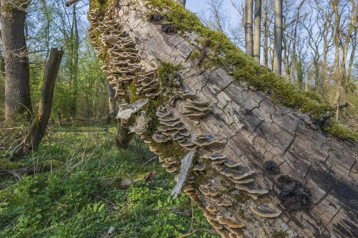 Framed Print : Tree Trunks in Bas Rhin, Alsace Print Framed Print : Tree Trunks in Bas Rhin, Alsace Print