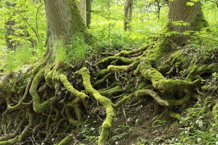 Framed Print : Moss-Covered Tree Trunks Print, Thuringia Germany