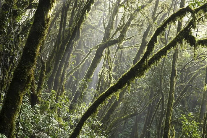 Framed Print : Cloud Forest Tree Trunks Print, Garajonay National Park Framed Print : Cloud Forest Tree Trunks Print, Garajonay National Park