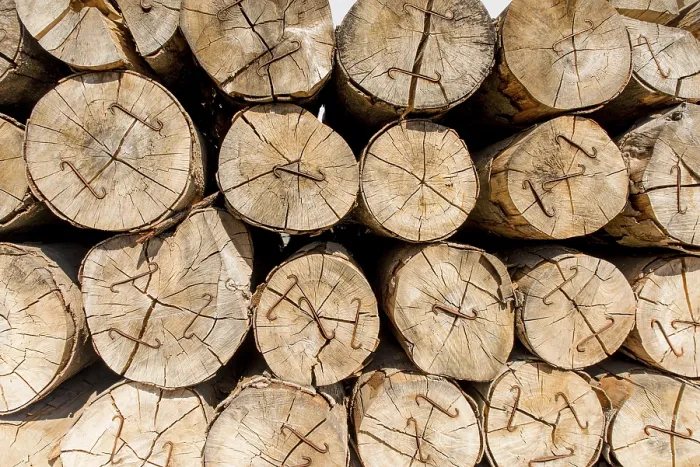 Framed Print : Tree Trunks Piled Up Print Framed Print : Tree Trunks Piled Up Print