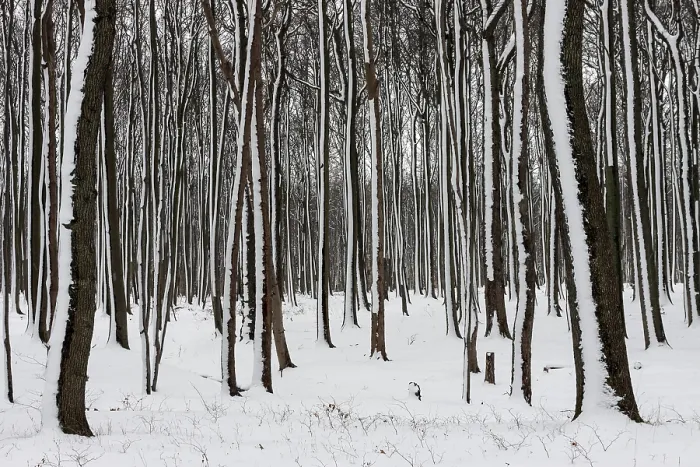 Framed Print : Tree Trunks in a Snowy Landscape Print, Mecklenburg, Germany Framed Print : Tree Trunks in a Snowy Landscape Print, Mecklenburg, Germany