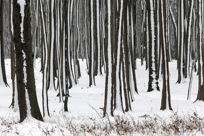 Framed Print : Tree Trunks in Snowy Landscape Print, Mecklenburg, Germany Framed Print : Tree Trunks in Snowy Landscape Print, Mecklenburg, Germany