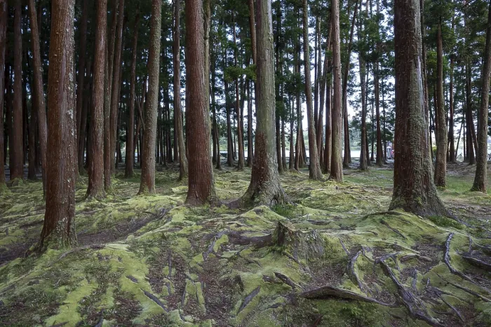 Framed Print : Moss-Covered Tree Trunks Print, Azores Islands, Portugal Framed Print : Moss-Covered Tree Trunks Print, Azores Islands, Portugal