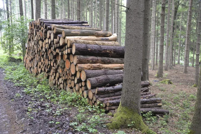 Framed Print : Tree Trunks Print: Valuable Wood Storage Framed Print : Tree Trunks Print: Valuable Wood Storage
