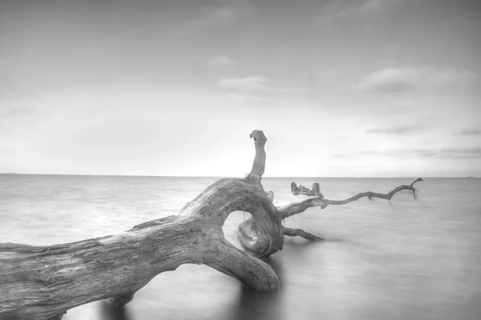 Framed Print : Tree in the Water Print