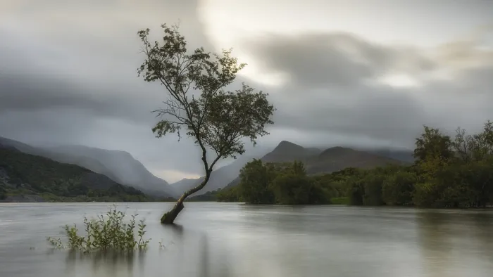 Framed Print : Tree in the Water, Llyn Padarn Print Framed Print : Tree in the Water, Llyn Padarn Print