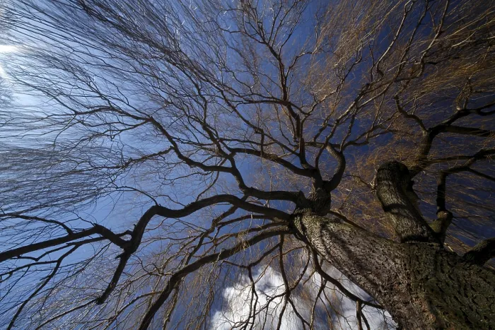 Framed Print : Weeping Willow Print in the Wind Framed Print : Weeping Willow Print in the Wind