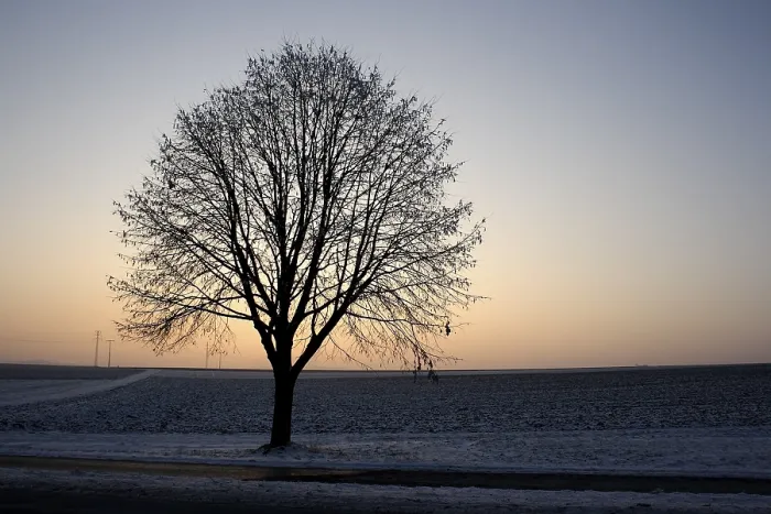 Framed Print : Tree in Winter at Dusk Print Framed Print : Tree in Winter at Dusk Print