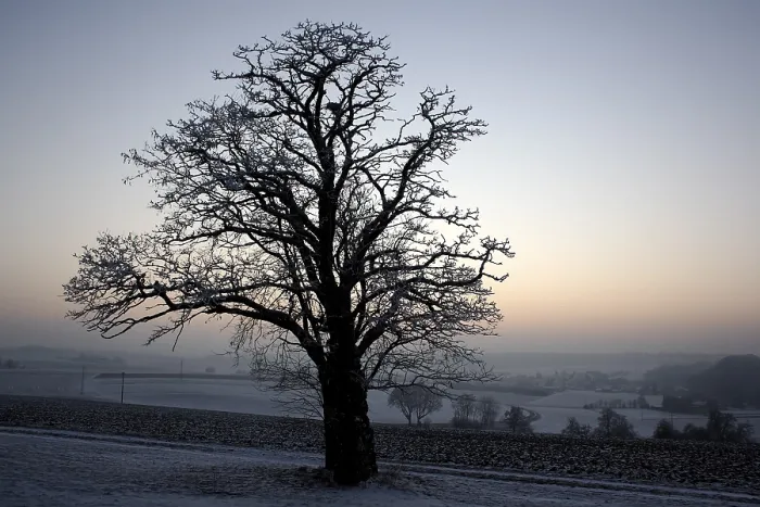 Framed Print : Tree in Winter at Sunset Print Framed Print : Tree in Winter at Sunset Print