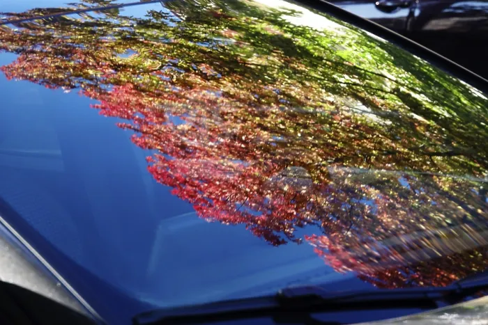 Framed Print : Autumn Trees Reflected in Windscreen Print, Germany Framed Print : Autumn Trees Reflected in Windscreen Print, Germany