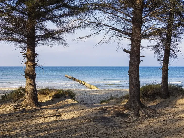 Framed Print : Baltic Coast Trees Print Framed Print : Baltic Coast Trees Print