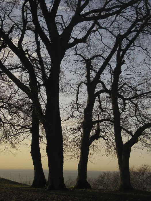 Framed Print : Evening Backlit Trees Print