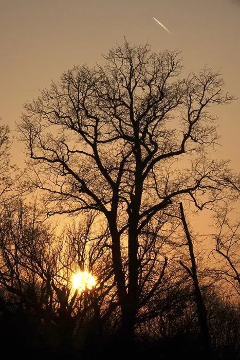 Framed Print : Trees in Evening Light Print, Winter Germany Framed Print : Trees in Evening Light Print, Winter Germany