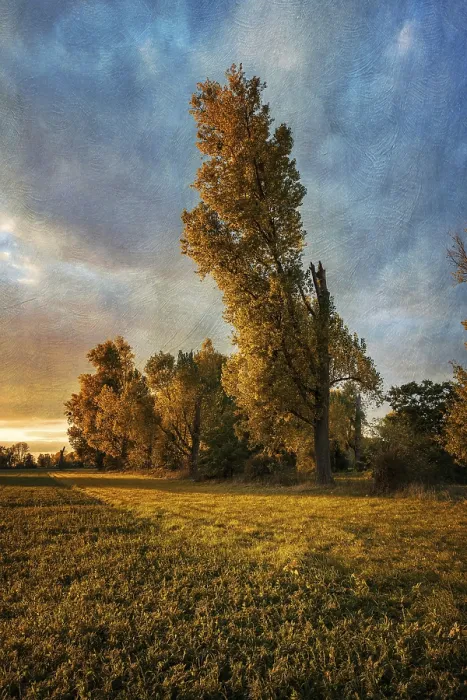 Framed Print : Trees in the Evening Sun Print Framed Print : Trees in the Evening Sun Print