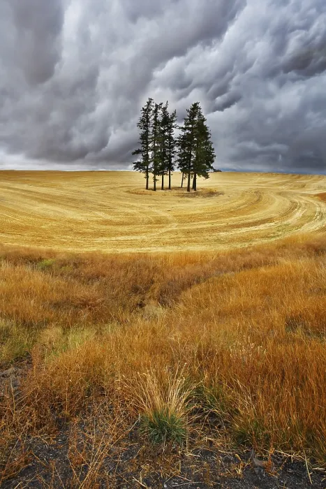 Framed Print : Harvest Landscape Print - Trees in Fields Before Storm Framed Print : Harvest Landscape Print - Trees in Fields Before Storm