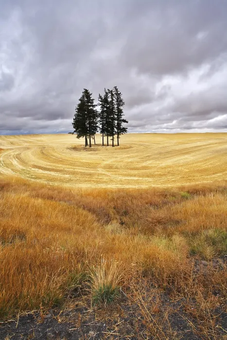 Framed Print : Some Trees in Fields After a Harvest Print Framed Print : Some Trees in Fields After a Harvest Print