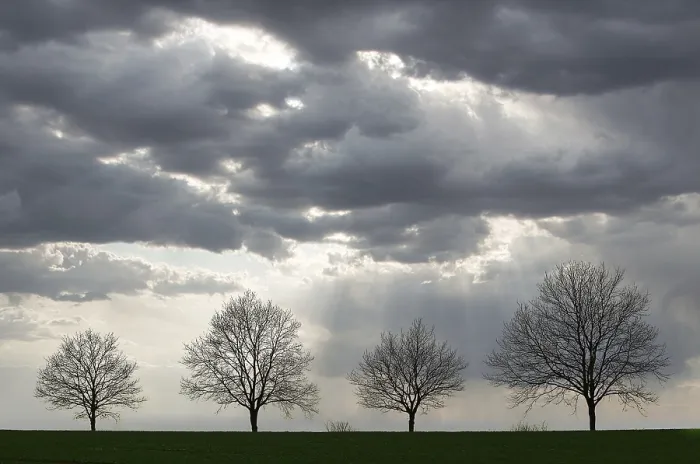 Framed Print : Four Trees Without Leaves, Rain Clouds Print Framed Print : Four Trees Without Leaves, Rain Clouds Print