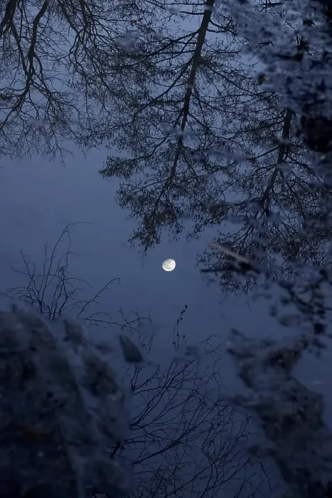 Framed Print : Trees and Moon Reflected in Water Print, Saxony, Germany Framed Print : Trees and Moon Reflected in Water Print, Saxony, Germany