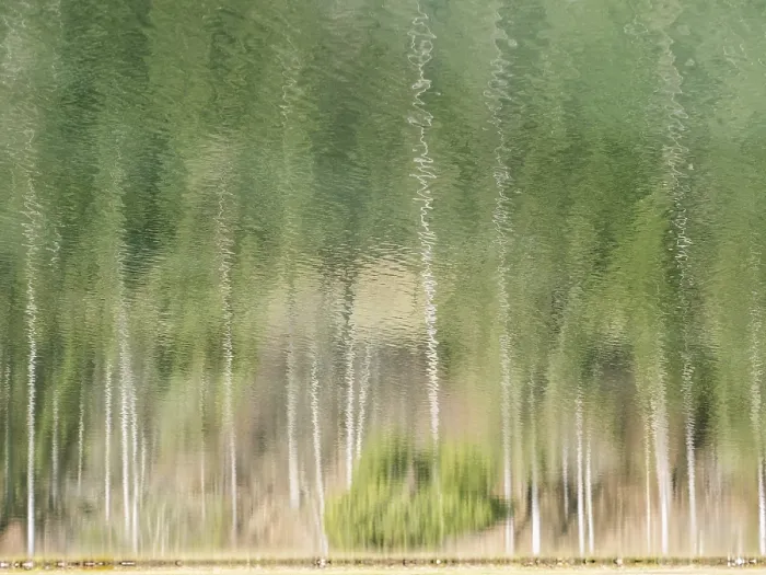Framed Print : Trees Reflected in Water, Trag, Styria, Austria Print Framed Print : Trees Reflected in Water, Trag, Styria, Austria Print