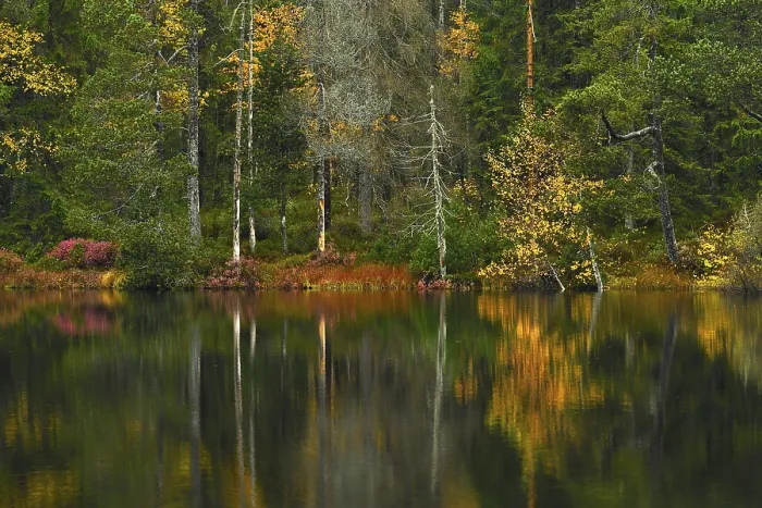 Framed Print : Autumn Trees Reflected in Lake Print, Switzerland