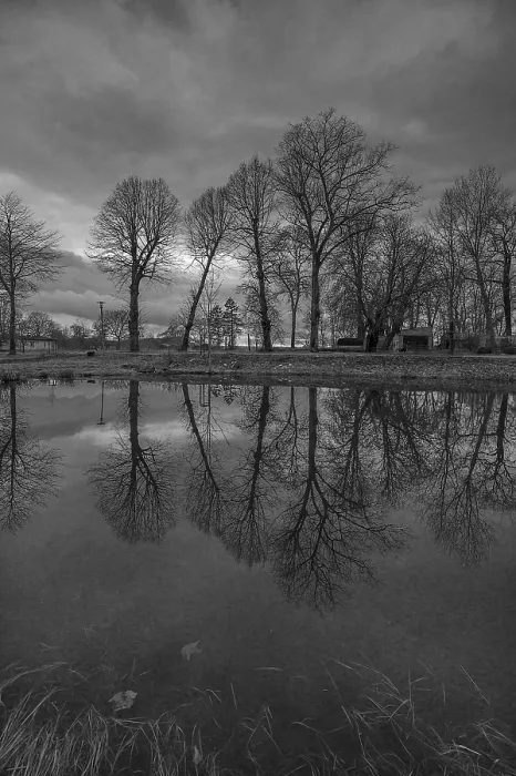 Framed Print : Trees Reflected in a Pond, Evening Mood Print