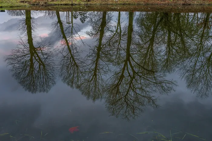 Framed Print : Trees Reflected in a Pond, Evening Mood Print Framed Print : Trees Reflected in a Pond, Evening Mood Print