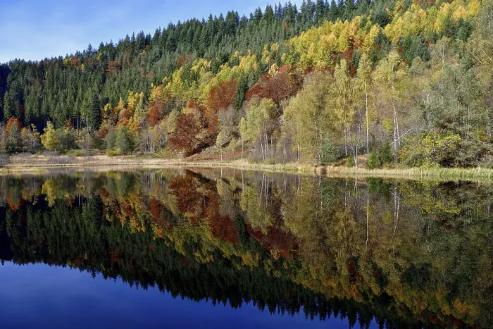 Framed Print : Black Forest Trees Reflected Print Framed Print : Black Forest Trees Reflected Print