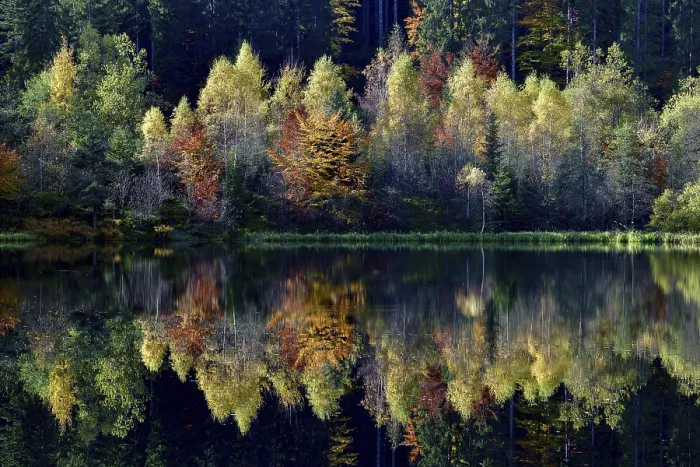 Framed Print : Autumn Trees Reflected in Sankenbachsee Print Framed Print : Autumn Trees Reflected in Sankenbachsee Print