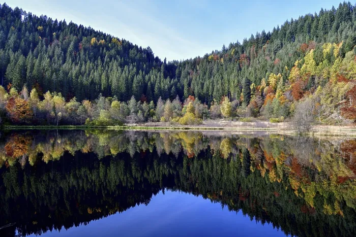 Framed Print : Autumn Trees Reflected in Sankenbachsee Print Framed Print : Autumn Trees Reflected in Sankenbachsee Print
