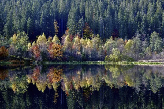 Framed Print : Black Forest Trees Reflected Print, Germany Framed Print : Black Forest Trees Reflected Print, Germany