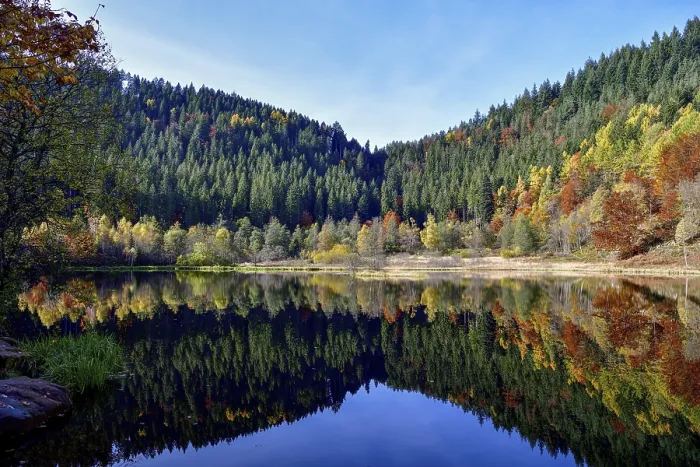 Framed Print : Black Forest Trees Reflected Print Framed Print : Black Forest Trees Reflected Print