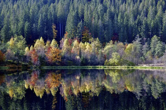 Framed Print : Black Forest Trees Reflected Print Framed Print : Black Forest Trees Reflected Print