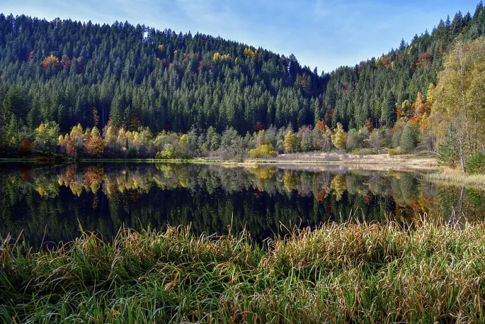 Framed Print : Trees Reflected in Sankenbachsee Print, Germany Framed Print : Trees Reflected in Sankenbachsee Print, Germany