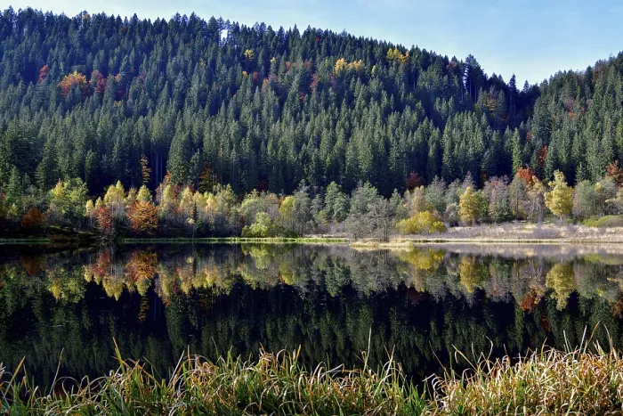 Framed Print : Trees Reflected in Sankenbachsee Print, Black Forest Germany Framed Print : Trees Reflected in Sankenbachsee Print, Black Forest Germany