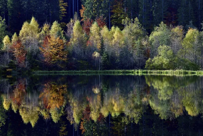 Framed Print : Black Forest Trees Reflected Print Framed Print : Black Forest Trees Reflected Print