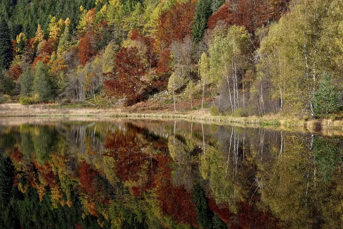 Framed Print : Black Forest Trees Reflected Print Framed Print : Black Forest Trees Reflected Print