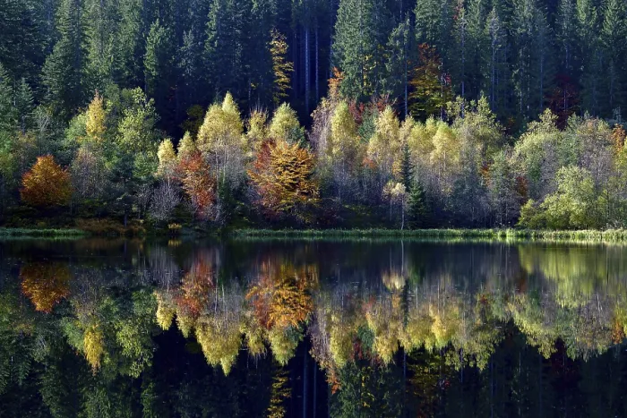 Framed Print : Autumn Trees Reflected in Sankenbachsee Print