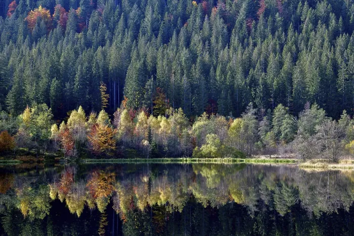 Framed Print : Trees reflected in the Sankenbachsee Print, Black Forest Germany Framed Print : Trees reflected in the Sankenbachsee Print, Black Forest Germany