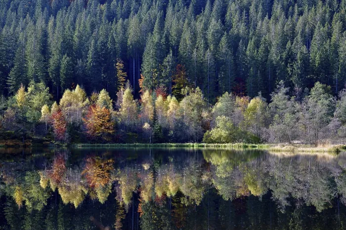 Framed Print : Trees reflected in the Sankenbachsee, Black Forest Print Framed Print : Trees reflected in the Sankenbachsee, Black Forest Print