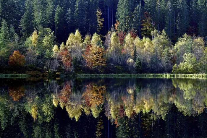 Framed Print : Trees Reflected in Sankenbachsee Print, Black Forest, Germany Framed Print : Trees Reflected in Sankenbachsee Print, Black Forest, Germany