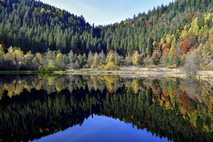 Framed Print : Trees reflected in the Sankenbachsee, Black Forest Print Framed Print : Trees reflected in the Sankenbachsee, Black Forest Print