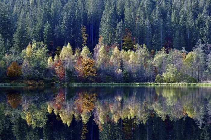 Framed Print : Trees reflected in the Sankenbachsee, Black Forest Print Framed Print : Trees reflected in the Sankenbachsee, Black Forest Print