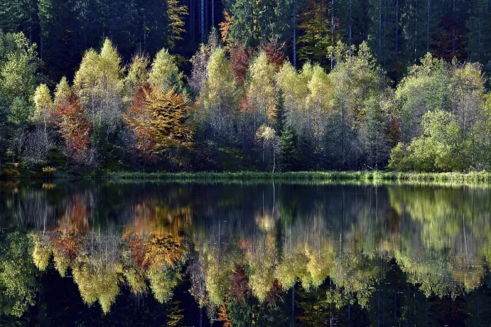 Framed Print : Trees Reflected in Sankenbachsee Print, Black Forest Germany Framed Print : Trees Reflected in Sankenbachsee Print, Black Forest Germany