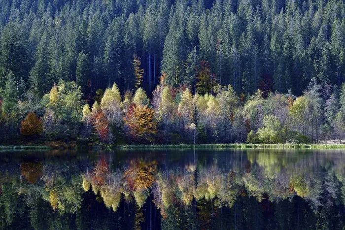 Framed Print : Trees reflected in the Sankenbachsee, Black Forest Print Framed Print : Trees reflected in the Sankenbachsee, Black Forest Print