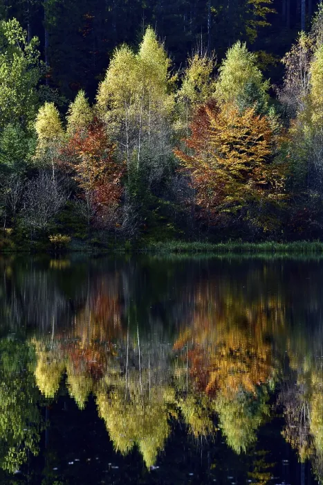 Framed Print : Trees Reflected in Sankenbachsee Print, Black Forest Germany Framed Print : Trees Reflected in Sankenbachsee Print, Black Forest Germany