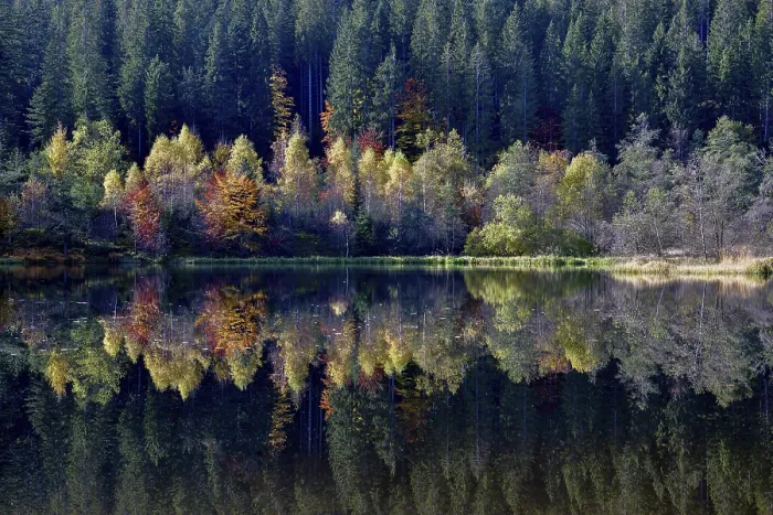 Framed Print : Trees reflected in the Sankenbachsee, Black Forest Print Framed Print : Trees reflected in the Sankenbachsee, Black Forest Print