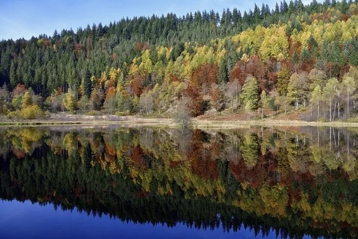 Framed Print : Trees reflected in the Sankenbachsee, Black Forest Print Framed Print : Trees reflected in the Sankenbachsee, Black Forest Print
