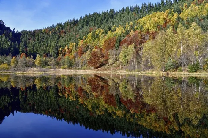 Framed Print : Trees reflected in Sankenbachsee, Black Forest Germany Print Framed Print : Trees reflected in Sankenbachsee, Black Forest Germany Print