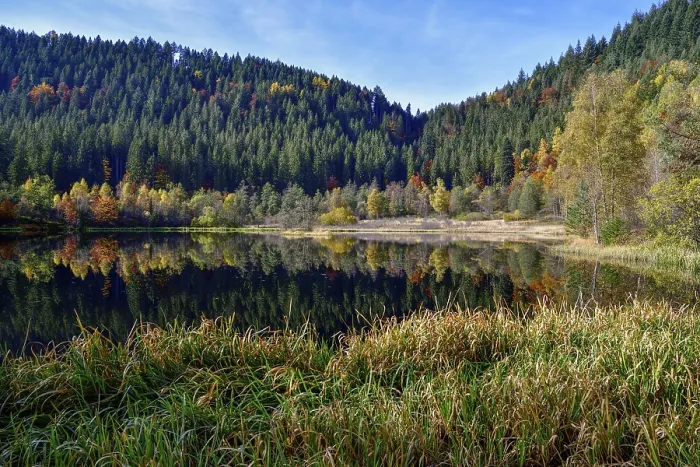 Framed Print : Trees reflected in Sankenbachsee, Black Forest Print Framed Print : Trees reflected in Sankenbachsee, Black Forest Print